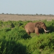 Tsavo east -chutn�...?