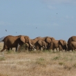 Tsavo east -st�do slon�