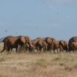Tsavo east -stdo slon