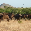 Tsavo east - toto nen jen na maso,krsn pohled na buvoly